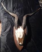 Dier schedel gewei hoorn, Ophalen of Verzenden, Hert, Gewei of Kop