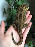 Gargoyle koppel, Hagedis, Tam, 3 tot 6 jaar