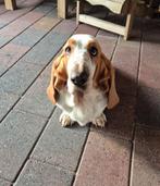 Basset Hound puppy inclusief stamboom, Nederland, 8 tot 15 weken, Meerdere, Meerdere dieren
