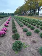 Potchrysanten in diverse kleuren, Ophalen, Overige soorten, Volle zon