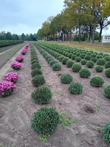 Potchrysanten in diverse kleuren beschikbaar voor biedingen