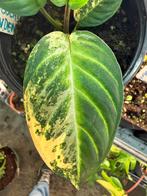 Xanthosoma lindenii Variegata  pot 12 cm. Meerdere beschikba, Huis en Inrichting, Kamerplanten, Overige soorten, In pot, Minder dan 100 cm