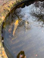 14 koi karpers, 2 steurs, waarvan 1 albino., Dieren en Toebehoren, Vissen | Vijvervissen, Karper of Koi