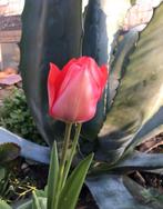 Grote BIO blauwe Agave Americana pot winterhard, Ophalen of Verzenden