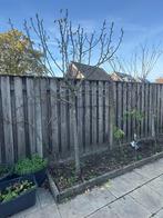 Perenboom, Ophalen, 100 tot 250 cm