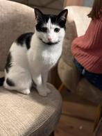 warm mandje voor Charlie de poes gezocht, Dieren en Toebehoren, Poes