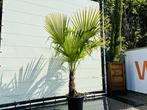 Palmboom - Trachycarpus Fortunei -  stamhoogte 30-40 cm, In pot, Zomer, Volle zon, Ophalen of Verzenden