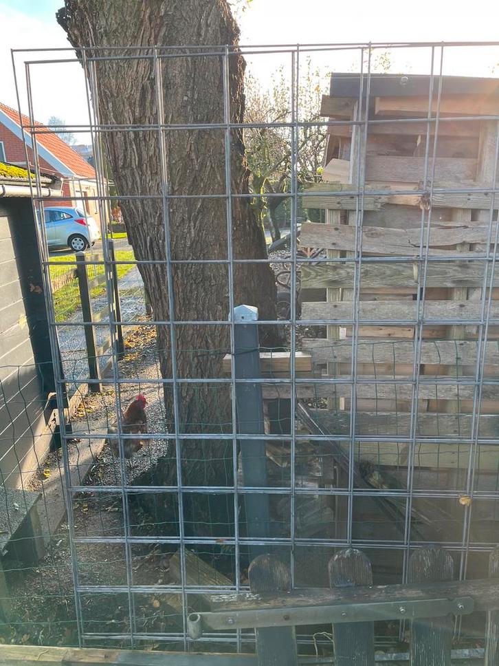 Gaaspanelen gegalvaniseerd 3 stuks, Tuin en Terras, Tuinhekken en Hekwerk, Gebruikt, Gaashekwerk, IJzer, Ophalen