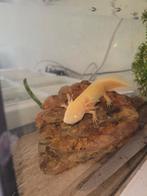 Axolotl, Dieren en Toebehoren, Slang