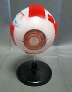 Anatomisch model Oog, Lankforst, Nieuw, Ophalen of Verzenden, Info@melliestradingcompany.nl