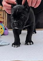 Prachtige Cane Corso pups  met stamboom uit Kampioenslijnen, Fokker | Hobbymatig, 15 weken tot 1 jaar, Overige rassen, Buitenland