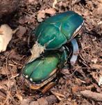 MTU L3 larven, Dieren en Toebehoren