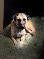 Kangal teefje, Dieren en Toebehoren, 1 tot 2 jaar, Teef, Groot, Eén hond