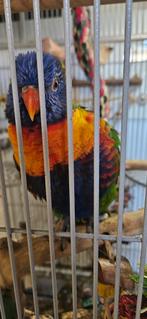 Leuke Lori van de Blauwe Bergen zoekt een liefdevol nieuw th, Dieren en Toebehoren, Vogels | Parkieten en Papegaaien, Geslacht onbekend