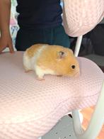 Gratis twee hamsters en toebehoren, Juni, Vrouwelijk, Hamster