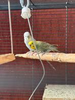 Bewezen koppel grasparkieten te koop, Dieren en Toebehoren, Vogels | Parkieten en Papegaaien, Meerdere dieren, Parkiet