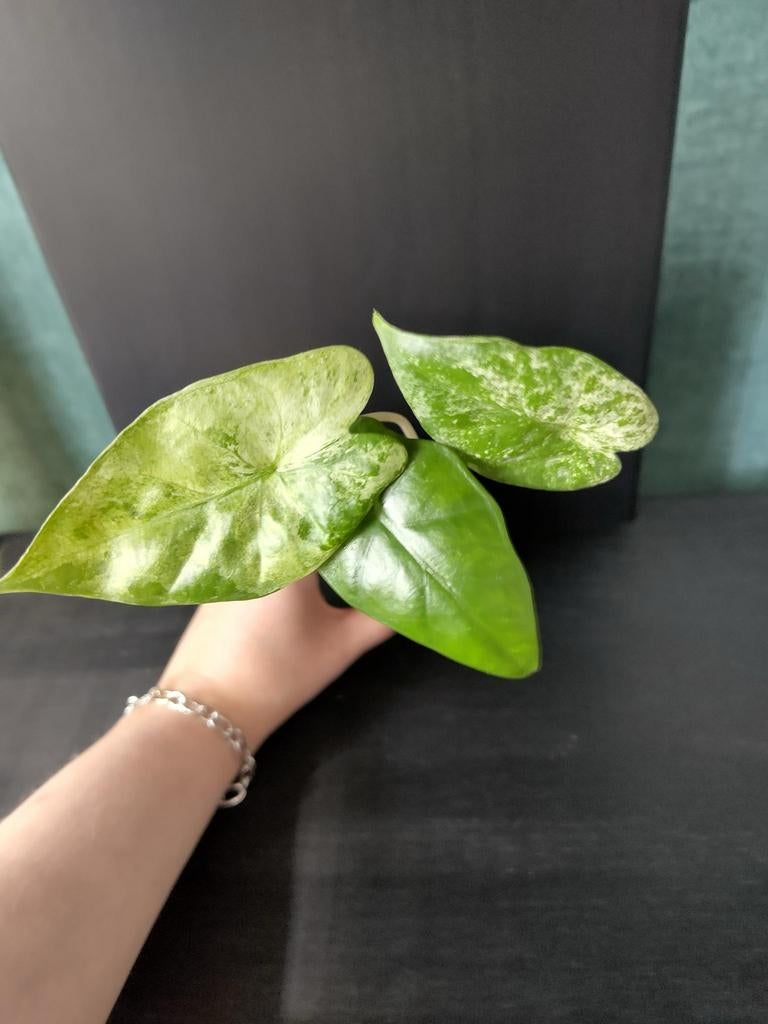 Alocasia Macrorrhiza Splash, Huis en Inrichting, Kamerplanten, Ophalen, Halfschaduw, Minder dan 100 cm