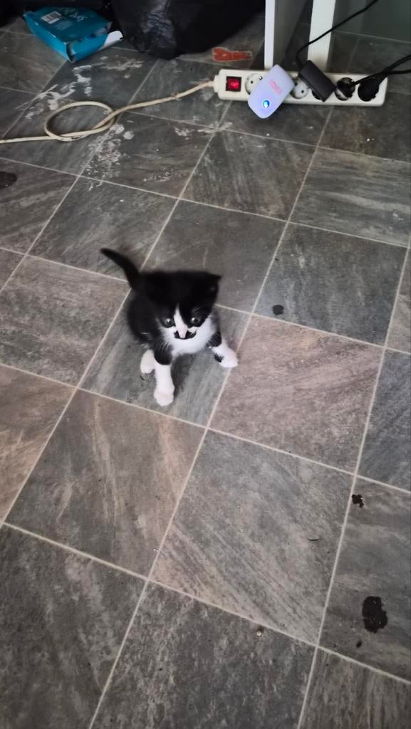 kitten katertje van 9 weken kleur zwart wit, Kater, Ontwormd, 0 tot 2 jaar