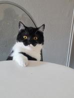 Half siberische poes bijna 1 jaar, Poes