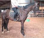 Superbrave 7 jr ruin 1,67(recreatie-manege-sport), Dieren en Toebehoren, Paarden, Ruin, 7 tot 10 jaar, Met stamboom, B