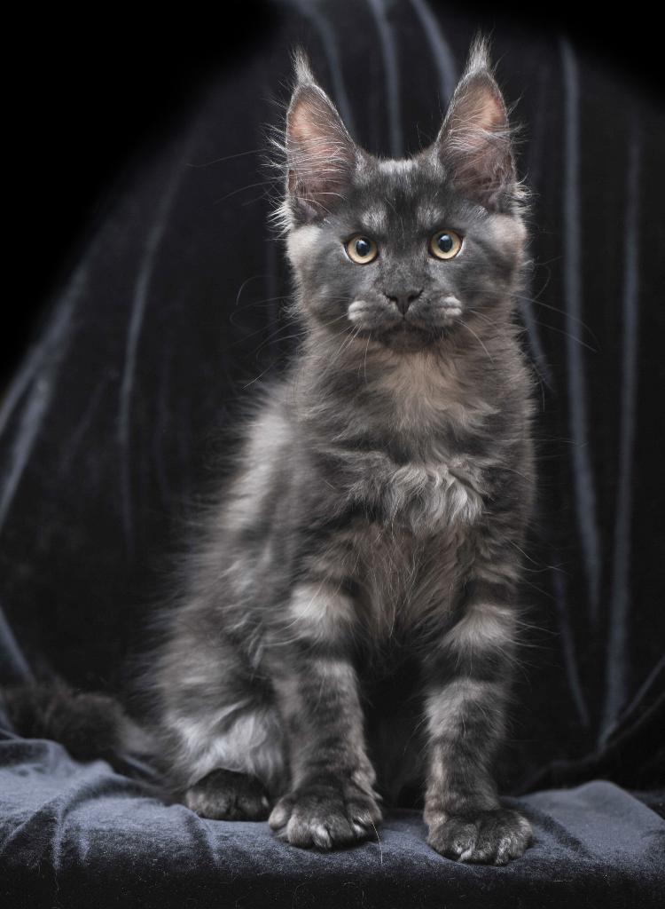Maine Coon kittens black smoke, Dieren en Toebehoren, Katten en Kittens | Raskatten | Langhaar, Meerdere dieren, Met stamboom