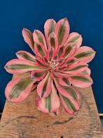 Aeonium Medusa p13 (3)