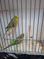 Split x blackface grasparkieten, Dieren en Toebehoren, Vogels | Parkieten en Papegaaien, Meerdere dieren, Parkiet