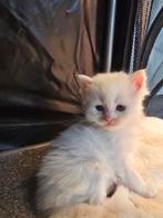 5 prachtige kittens, Dieren en Toebehoren, Poes, 0 tot 2 jaar