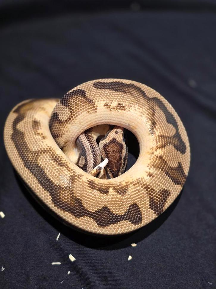 1.0 pastel pied het dg ball python Ball Python - male for sale from martijn