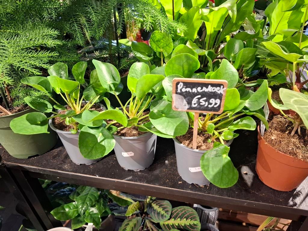 Pannenkoekenplant, Overige soorten, In pot, Minder dan 100 cm, Groene kamerplant