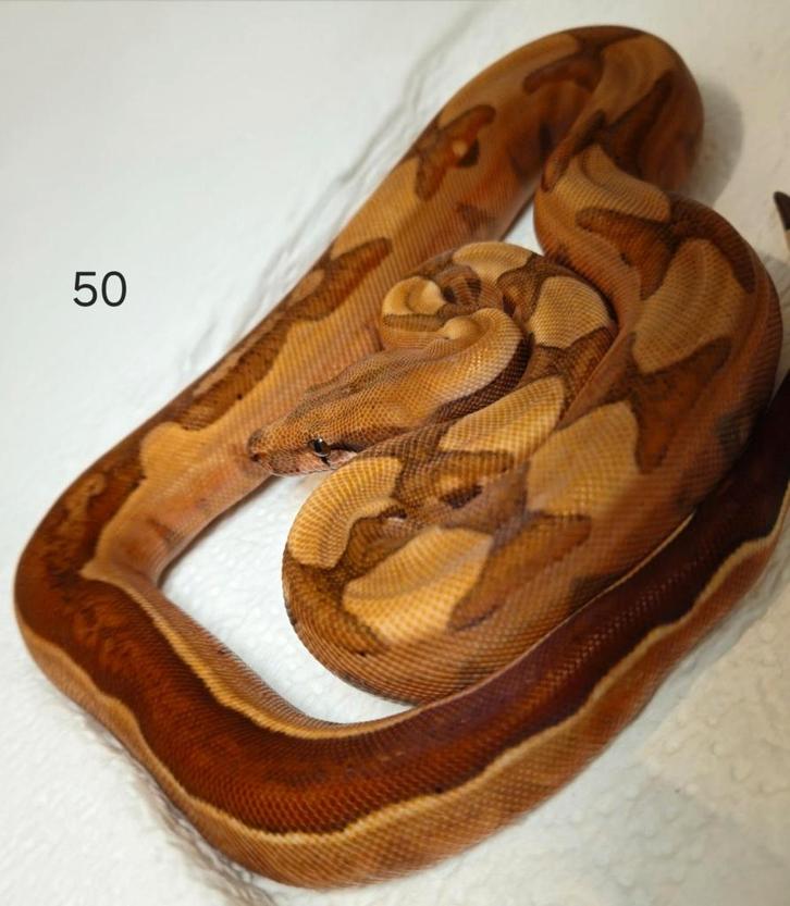Boa 2025 Hypo Blood 66% Albino (kahl)