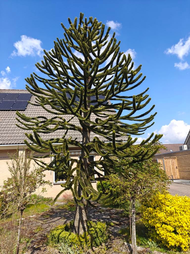 Grote apenboom, Tuin en Terras, Ophalen, Volle zon, Overige soorten