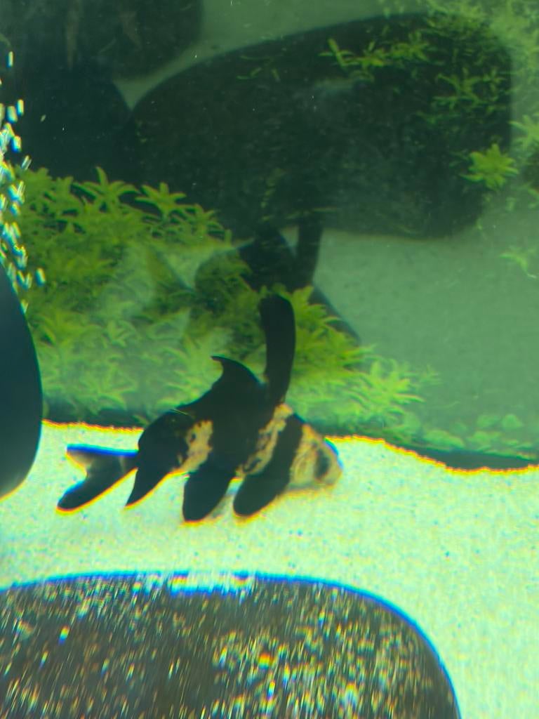 Chinese Hoogvinkarper, Dieren en Toebehoren, Vissen | Aquariumvissen, Vis, Zoetwatervis, Schoolvis