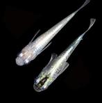 Medaka - Japanse Rijstvis - White Lamé, Vis