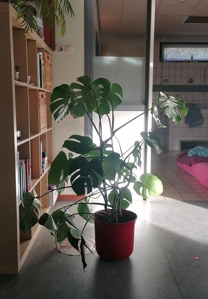 Ficus, Ophalen of Verzenden, Ficus, Halfschaduw, Minder dan 100 cm