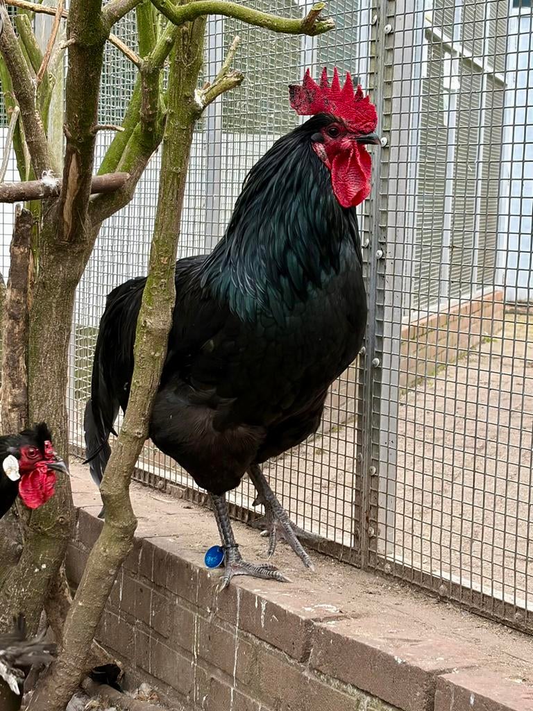 Jesse, mooie grote haan, Dieren en Toebehoren, Pluimvee, Kip, Mannelijk