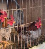 Sarema haantjes Gratis, Dieren en Toebehoren, Pluimvee, Mannelijk, Kip