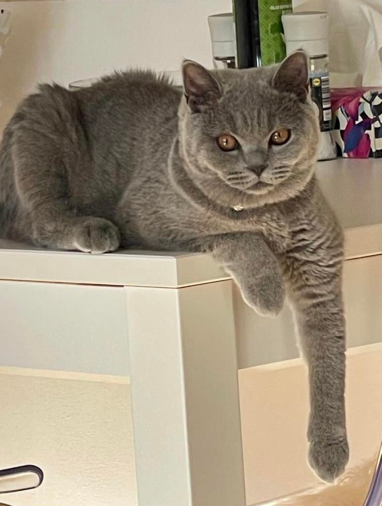 Te koop Britsekorthaar 3 jaar poes, Dieren en Toebehoren, Kater