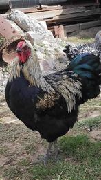 Gezocht mooie gezonde grote haan, Mannelijk, Kip