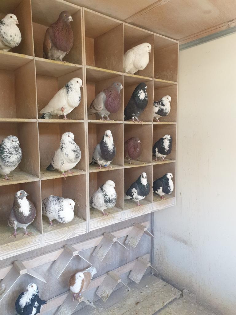 HAAGSE TILDUIVEN 2 ZWARTBONTE DOFFERS, Dieren en Toebehoren, Vogels | Duiven, Mannelijk, Kropper