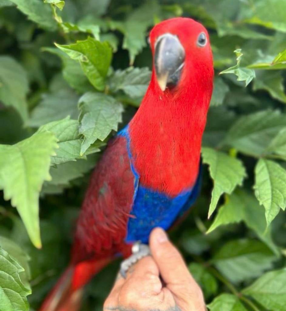 Super tamme edel papegaai pop zeer mooi, Dieren en Toebehoren, Vogels | Parkieten en Papegaaien, Vrouwelijk, Papegaai, Geringd