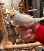 Jonge grasparkieten om tam te maken, Meerdere dieren, Parkiet