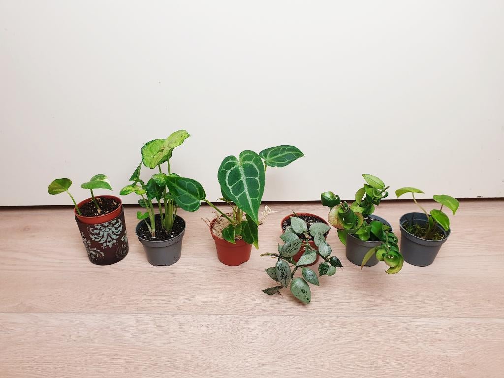 Baby kamerplantjes set, lipstickplant, hoya alocasia, Huis en Inrichting, Overige soorten, In pot, Minder dan 100 cm, Groene kamerplant