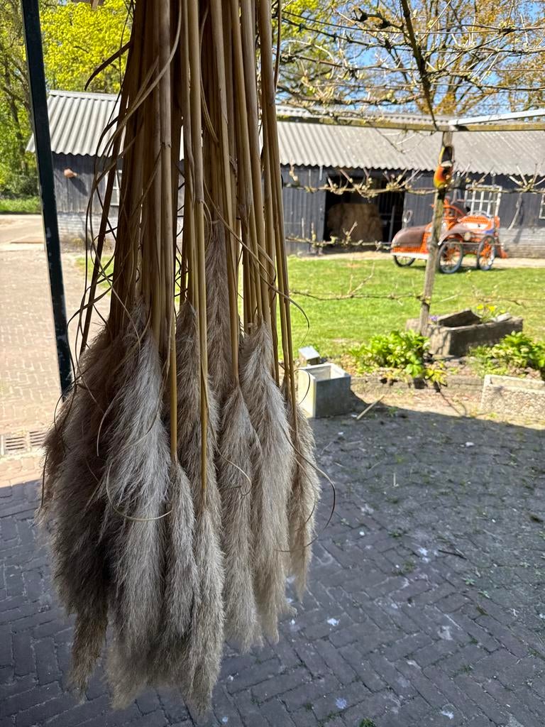 Decoratieve gedroogde pluimen, Ophalen, Binnen, Natuurlijk materiaal, Beige