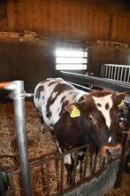 Roodbonte dikbil stier, Dieren en Toebehoren, Runderen, Mannelijk, 0 tot 2 jaar