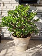 Bloeiende Crassula Ovata (Jadeplant) - 1 Meter Hoog, Vetplant, 100 tot 150 cm, Ophalen of Verzenden, In pot
