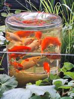 Een vis toren voor vijver zo goed als nieuw met licht, Tuin en Terras, Vijvers, Ophalen of Verzenden, Zo goed als nieuw