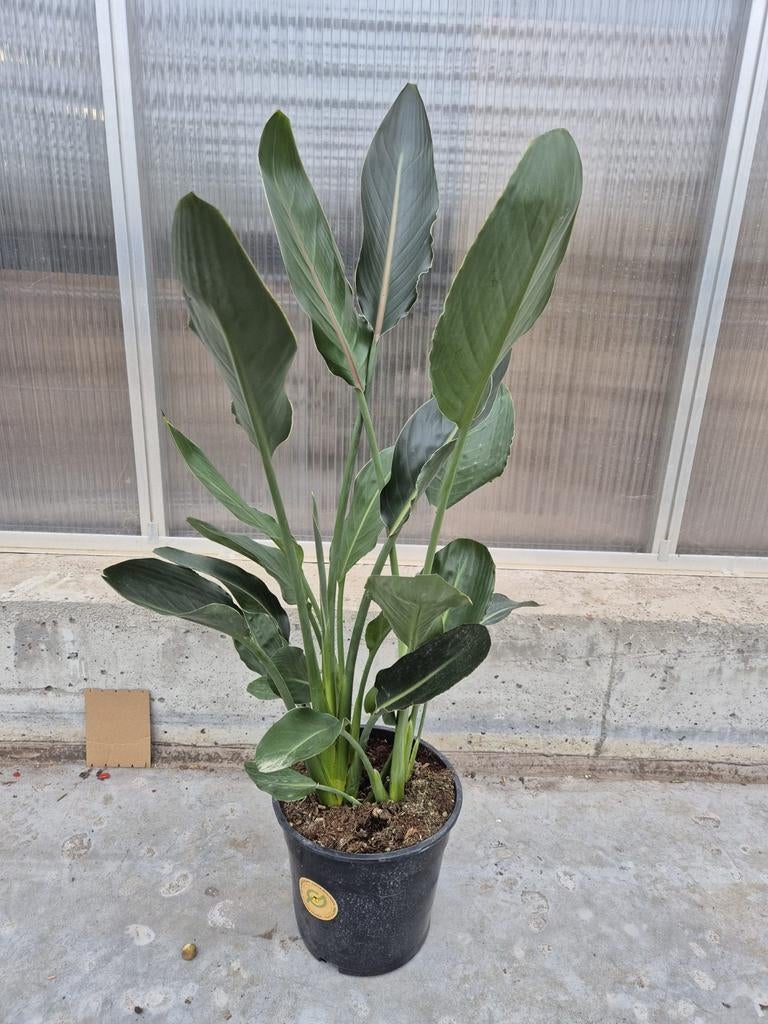 Strelitzia Reginae - Paradijsvogelbloem, Ophalen, Halfschaduw, Minder dan 100 cm
