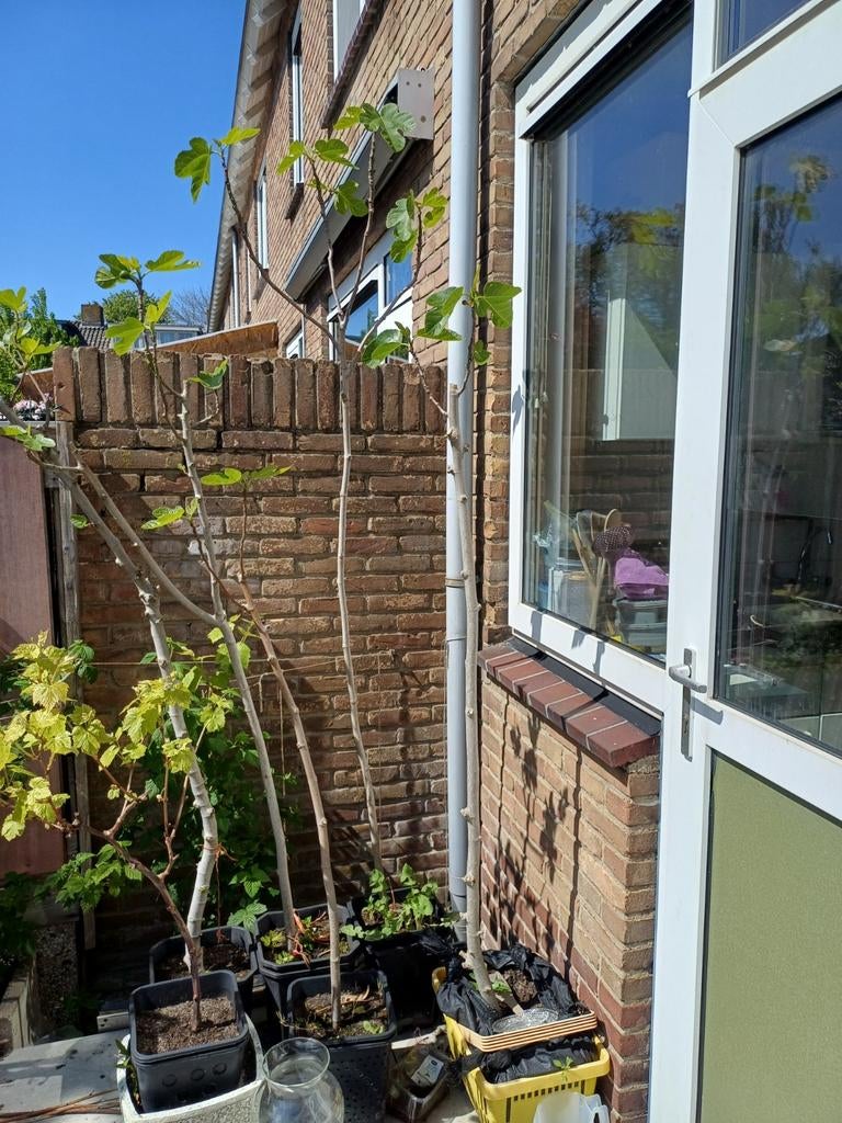 Vijgen boompje's, Ophalen of Verzenden, Minder dan 100 cm, Overige soorten, Zomer