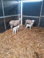 Schapen met lammeren, Vrouwelijk, Schaap